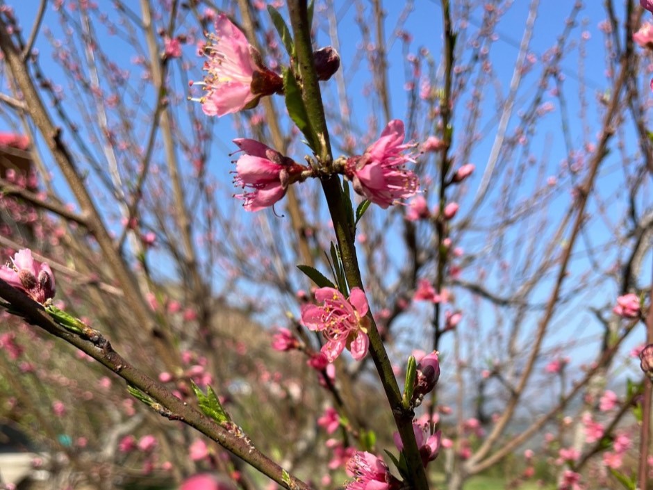 Let me tell you about agroforestry