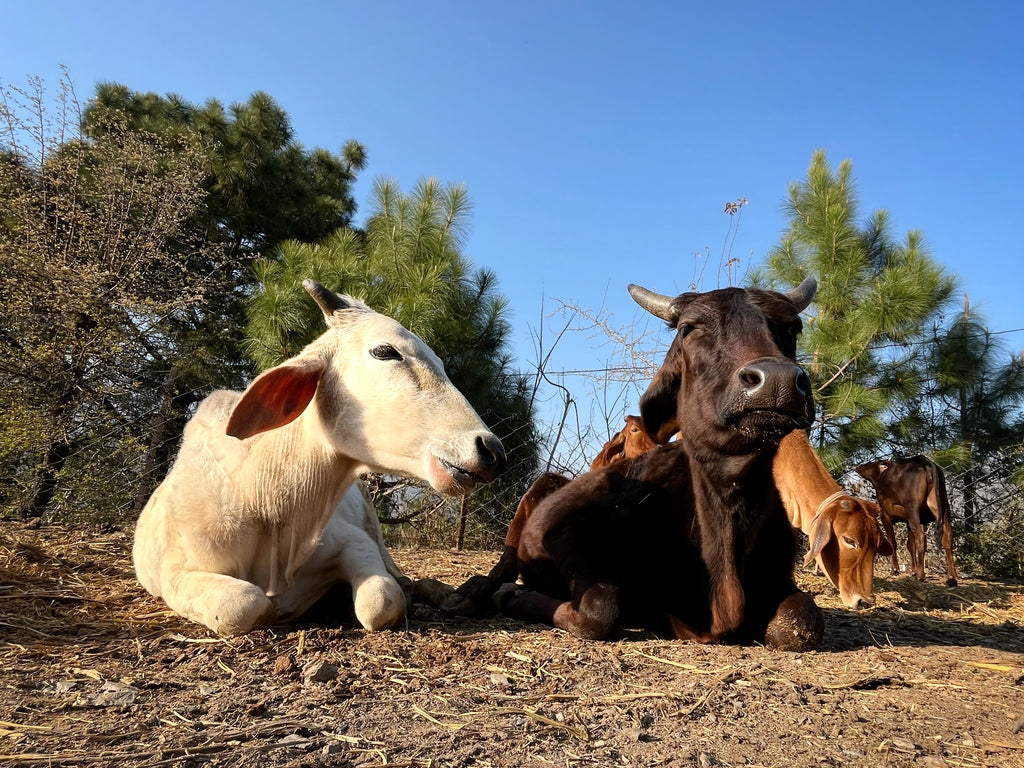 Conscious Cattle Rearing