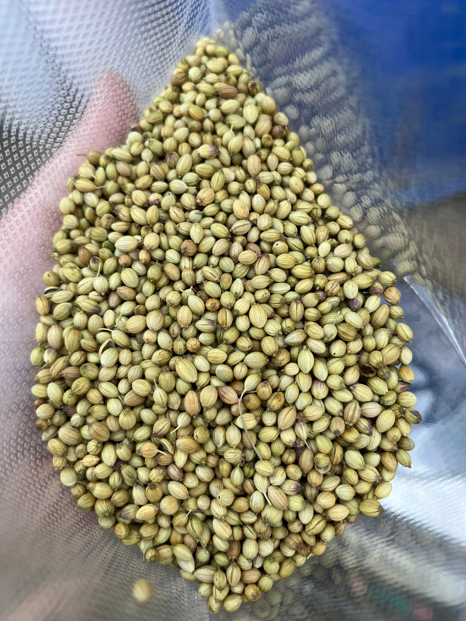 A packet with whole coriander seeds