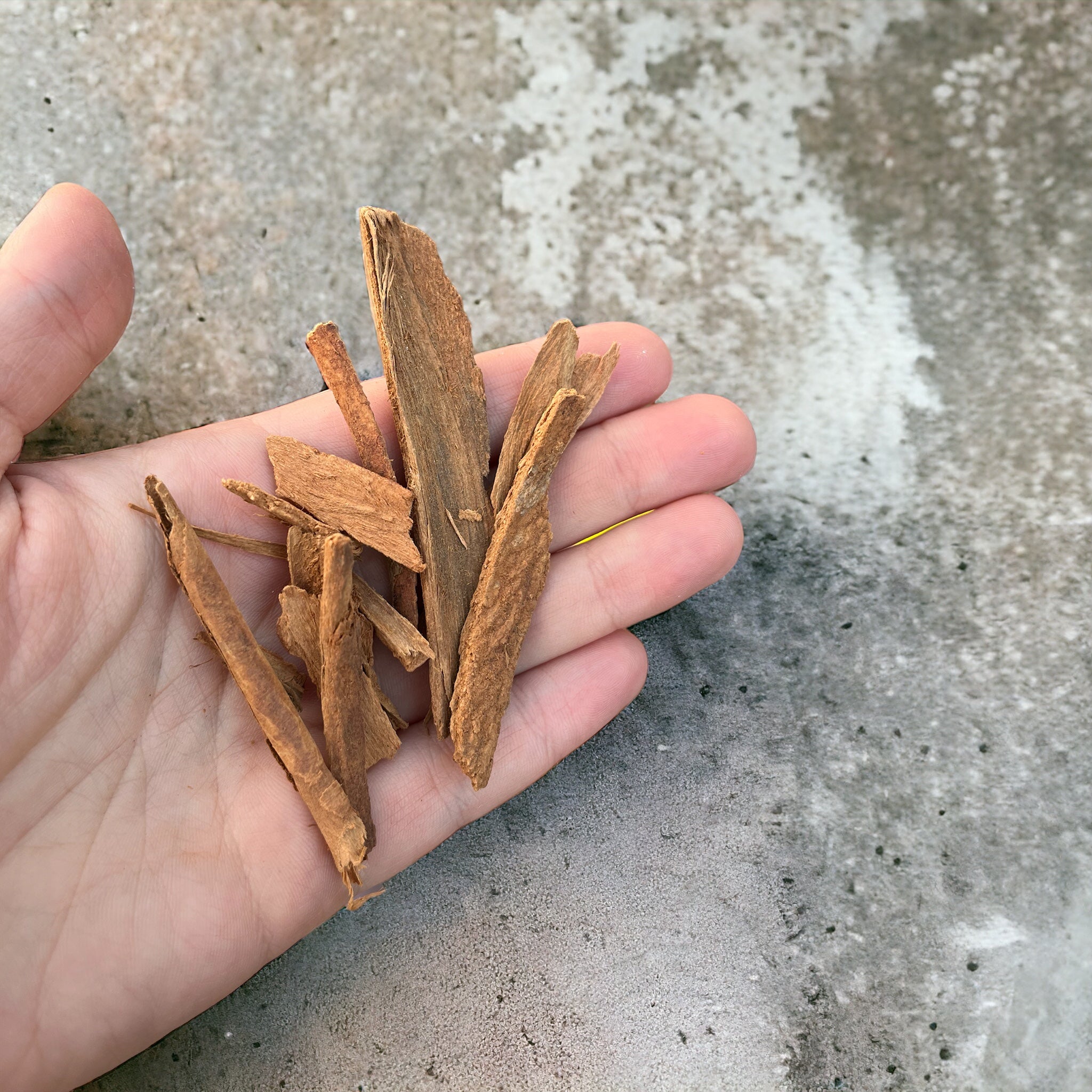 A hand showing off whole kerala cinnamon sticks